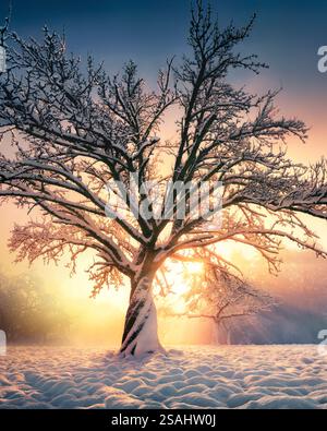 Dramatic winter scenery with the sun behind a beautiful snow covered tree, with glorious sunbeams in the golden mist Foto Stock