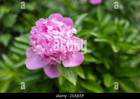 Il fiore di peonia con petali bianchi e rosa è in fiore. Il nome scientifico è Paeonia lactiflora Foto Stock