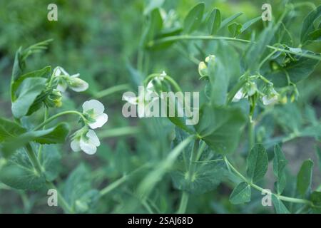 piselli, fiori bianchi con gocce di rugiada, macro, Foto Stock