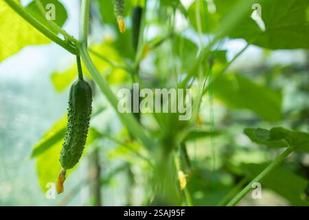 Cetrioli verdi maturi appesi al ramo in serra da vicino. Foto Stock