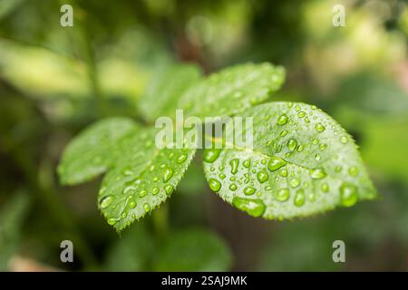 Foglie di limone. Gocce d'acqua sulla foglia di limone. Gocce di pioggia fluenti. Foto Stock
