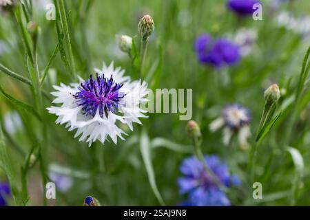 Campo di fiori di mais in fiori blu, viola, rosa, Bordeaux e bianchi. Foto Stock