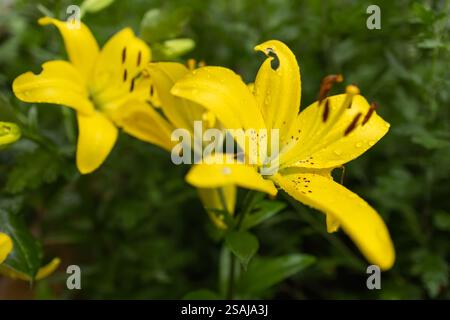 Primo piano di fiore giallo Lilly, o Lillium, con foglie verdi. Piccole gocce d'acqua di rugiada giacciono su foglie e petali. Messa a fuoco selettiva su primo piano, sfocatura Foto Stock