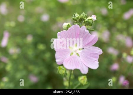 La Malva thuringiaca Lavatera thuringiaca fiorisce in natura in estate, Foto Stock