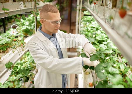 Biologo che ispeziona le piante di fragole in serra idroponica, controllando la crescita e la salute delle colture. Impegnarsi in pratiche agricole moderne utilizzando tecnologie avanzate Foto Stock