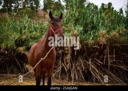 Un bel cavallo marrone che indossa un halter rosso è sereno legato vicino ad alta vegetazione. L'ambiente è naturale e sereno, con vegetazione lussureggiante Foto Stock