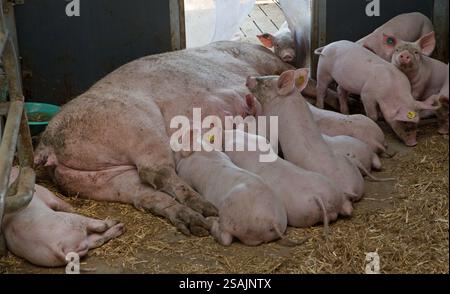 Suinetti in allattamento, bevendo latte dalla parte della scrofa. Allevamento di suini. Maiali e suinetti in stalla. allevamento intensivo per l'industria della carne. Foto Stock