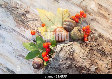 Foglie, castagne, ghiande e frutti di rowan su fondo di legno. Natura morta autunnale Foto Stock