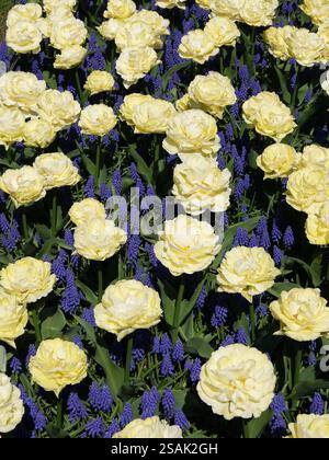 Primo piano di splendidi fiori di tulipani gialli in piena fioritura. Un campo di tulipani gialli e giacinti d'uva viola. Keukenhof Garden, Paesi Bassi. Foto Stock