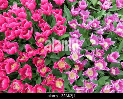 Primo piano di splendidi fiori di tulipani rosa e viola in piena fioritura. Un campo di tulipani rosa e viola nel giardino Keukenhof, Lisse, Paesi Bassi Foto Stock
