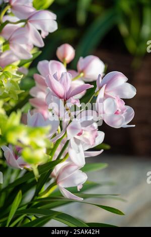 Londra, Regno Unito, 30 gennaio 2025, l'iconico festival delle orchidee di Kew torna nel 2025 per ravvivare i mesi invernali. Prendendo il controllo del Princess of Wales Conservatory da sabato 1 febbraio a domenica 2 marzo 2025, il 29° festival delle Orchidee trae ispirazione dalla flora e fauna uniche del Perù., Andrew Lalchan Photography/Alamy Live News Foto Stock