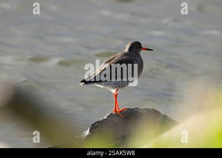 Il Common Redshank, un uccello wader, si nutre di invertebrati. Fotografato a Bull Island, Dublino, Irlanda. Foto Stock