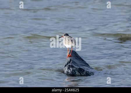 Il Common Redshank, un uccello wader, si nutre di invertebrati. Fotografato a Bull Island, Dublino, Irlanda. Foto Stock