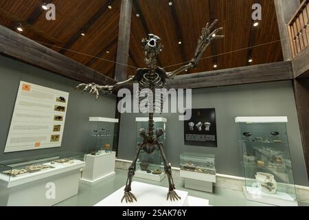 Scheletro di orso grotta nel Museo Nazionale Arandjelovac Serbia Foto Stock