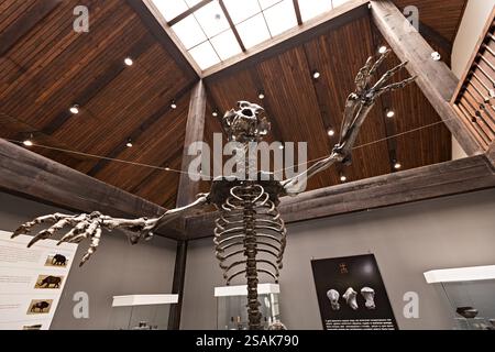Scheletro di orso grotta nel Museo Nazionale Arandjelovac Serbia Foto Stock