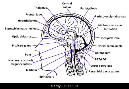 Illustrazione medica dettagliata dell'anatomia cerebrale umana - diagramma etichettato che mostra le strutture chiave, i percorsi neurali e le funzioni cerebrali. Foto Stock