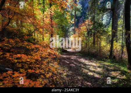 Colori autunnali: Il West fork Trail nell'Oak Creek Canyon vicino Sedona, Arizona Foto Stock