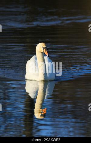 Un cigno muto (Cygnus olor) illuminato dal sole del mattino presto su uno sfondo scuro Foto Stock