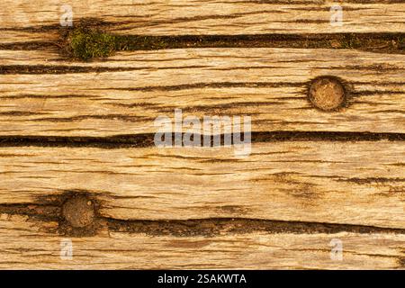 Crepe e muschio umido su una vecchia tavola di legno. Foto Stock