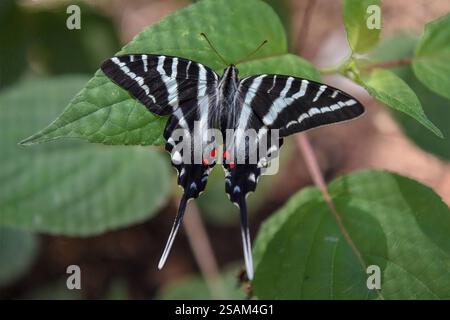 Farfalla Zebra a coda di rondine che mostra le sue impressionanti ali ali bianche e nere e i segni rossi, ideale per temi educativi e naturali del mondo. Foto Stock