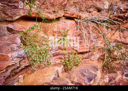 Piante resilienti su primo piano a livello degli occhi con struttura in arenaria rossastra Foto Stock