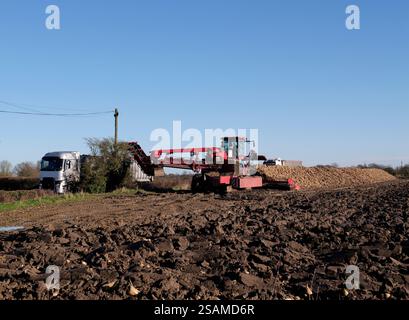 Coltivazione - caricamento di barbabietole da zucchero nei rimorchi a bordo strada con una pala per la pulizia delle barbabietole, Suffolk, Inghilterra, Regno Unito Foto Stock