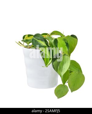 Pianta domestica verde filodendron brasil in vaso bianco con intaglio isolato su bianco Foto Stock