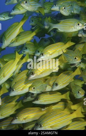 Primo piano di branchi di dentice a strisce blu (Lutjanus kasmira), snapper a strisce blu, Oceano Indiano, Pereybere, Pereybere, Pereybere, Pereybere, Mauritius, Africa Foto Stock