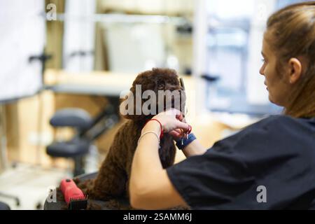 Sessione di tosatura dei cani per un piccolo barboncino marrone in un accogliente salone di bellezza Foto Stock