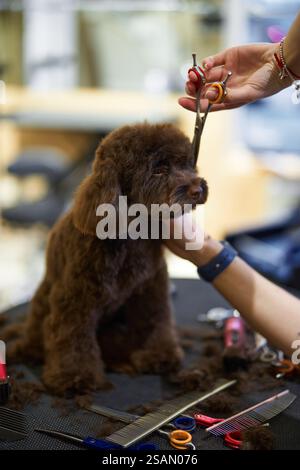 Sessione di tosatura dei cani in un accogliente salone con stilista con forbici Foto Stock