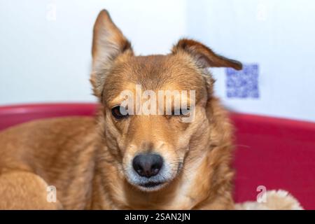 Un morbido cane marrone è comodamente sdraiato in una ciotola rossa vivace mentre guarda curiosamente la fotocamera con occhi luminosi Foto Stock