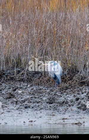 Il Great Blue Heron si trova in una palude salata a Low Tide Foto Stock