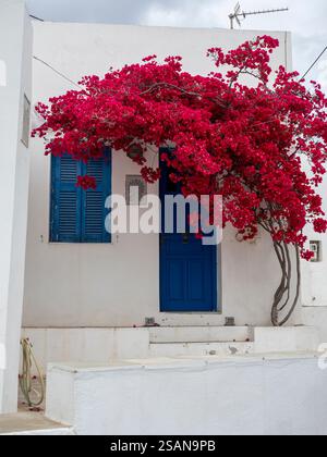 Cycades Home con una bouganvillea di colore rosso brillante: Una tipica casa bianca delle Cycades con una porta blu, una finestra con persiane blu e una grande bouganville di colore rosso brillante che si innalza sopra la porta. Foto Stock