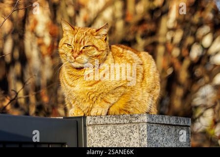 Un gatto dello zenzero siede orgogliosamente su una colonna di pietra, crogiolandosi alla luce calda del sole. La pelliccia luminosa e lo sguardo nitido conferiscono un look maestoso e sicuro. Foto Stock