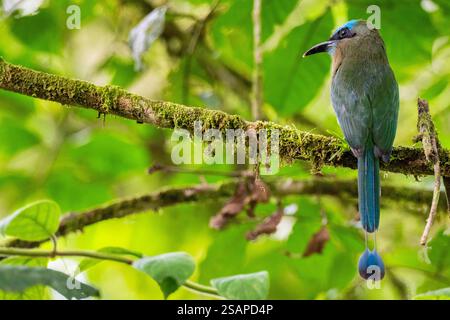 Costa Rica, Arenal. Statis di conservazione Motmot (Electron carinatum) a fattura di chiglia, vulnerabile. Foto Stock