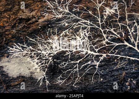 Macrofotografia di una radice di fungo bianco su un pezzo di legno marcio, in una fattoria nelle montagne andine orientali della Colombia centrale. Foto Stock