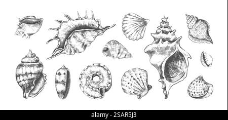 Conchiglie marine tropicali disegnate a mano. Schizzo grafico in bianco e nero di bivalvi o a spirale. Abitanti subacquei, conchiglie oceaniche isolate. Conchiglia con perle. Set di fauna sottomarina vettoriale. Conchiglie marine tropicali disegnate a mano. Schizzo in bianco e nero di bivalvi o a spirale. Abitanti subacquei, conchiglie oceaniche. Conchiglia con perle. Set di fauna sottomarina vettoriale Illustrazione Vettoriale