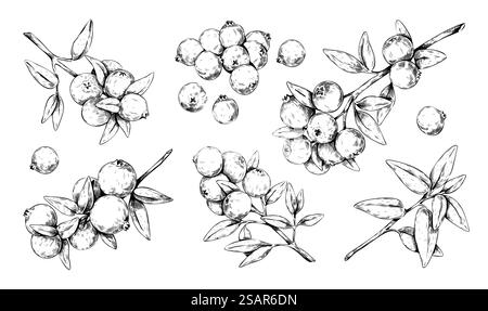 Mirtillo rosso disegnato a mano. Incisione di mirtilli e cowberry. Elementi botanici isolati. Pianta forestale selvatica con bacche acide mature. Estrazione di cibo biologico vegetariano vitaminico. Set vettoriale per mirtilli rossi. Mirtillo rosso disegnato a mano. Incisione di mirtilli e cowberry. Elementi botanici isolati. Pianta selvatica della foresta con bacche acide. Cibo vitaminico vegetariano. Set vettoriale per mirtilli rossi Illustrazione Vettoriale