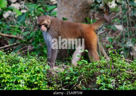 Un maschio Rhesus Macaque (Macaca mulatta) nel Parco Nazionale di Chitwan , un sito Patrimonio dell'Umanità nel Terai - Nepal Foto Stock