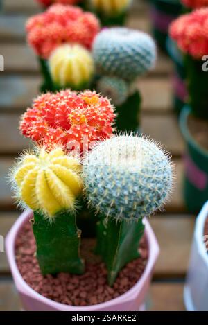 Tre cactus dai colori vivaci sono piantati in una pentola rosa Foto Stock