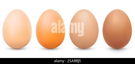 Quattro uova marroni dai colori diversi. Realistiche uova castane di pollo con ombra. Primo piano 3d uova di gallina intere isolate su sfondo bianco. Illustrazione vettoriale EPS10 Illustrazione Vettoriale