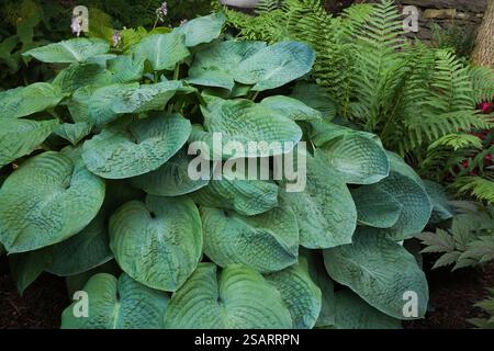 Primo piano del grappolo che forma Hosta 'Blue Angel' - pianta di giglio Plaintain con foglie grigie bluastre in giardino ombreggiato nel giardino sul retro in estate. Foto Stock