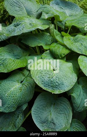 Primo piano del grappolo che forma Hosta 'Blue Angel' - pianta di giglio Plaintain con foglie grigie bluastre in giardino ombreggiato nel giardino sul retro in estate. Foto Stock