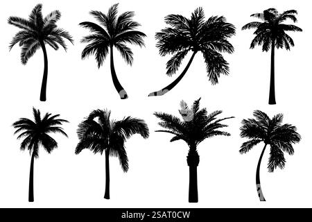 Sagome di palme isolate su sfondo bianco. Collezione di icone tropicali nere di alberi di cocco. Forme diverse di disegni di contorno estremamente dettagliati e realistici. Illustrazione vettoriale EPS10 Illustrazione Vettoriale