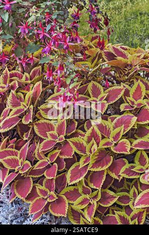 Ortiche colorate (Solenostemon) e fuchsia (Fuchsia), Monaco, alta Baviera, Baviera, Germania, Europa Foto Stock