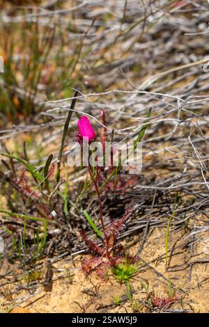 Wildlfowers of South Africa: Monopianta AA di Drosera variegata nei monti tra tra, Cederberg, Capo Occidentale Foto Stock