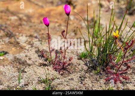 Fiori selvatici sudafricani: Drosera variegata (una pianta carnivora della famiglia Sundew) in habitat naturale Foto Stock