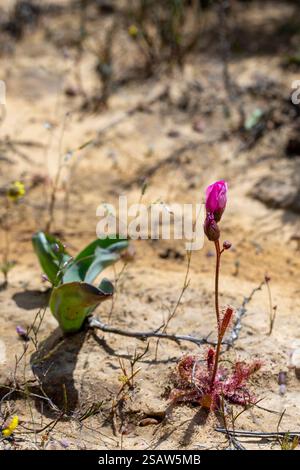 Ritratto di una Drosera variegata, una pianta carnivora della famiglia Sundew, presa in habitat naturale nelle montagne tra tra del Cederb settentrionale Foto Stock