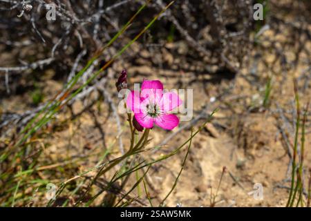 Fiore singolo della pianta carnivora Drosera variegata in habitat naturale con sfondo sfocato e copyspace Foto Stock