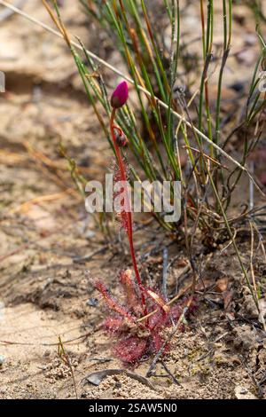 Ritratto di una Drosera variegata, una pianta carnivora della famiglia Sundew, presa in habitat naturale nelle montagne tra tra del Cederb settentrionale Foto Stock